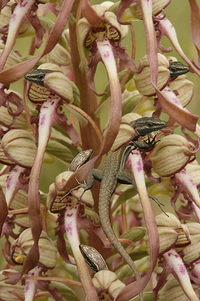 “Lizard Orchid”